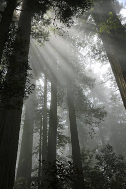Ormandaki güneş ışınları, dikey - Lady Bird Johnson Grove, Redwood Ulusal Parkı, California
