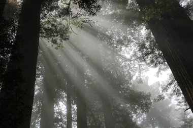 Güneş ışınları ve ağaçlar - Lady Bird Johnson Grove, Redwood Ulusal Parkı, Kaliforniya