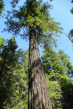 Mavi gökyüzündeki sequoia ağacı - Lady Bird Johnson Grove, Redwood Ulusal Parkı, Kaliforniya