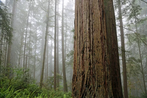 Obří Stonek Sekvoje Lady Bird Johnson Grove Národní Park Redwood — Stock fotografie