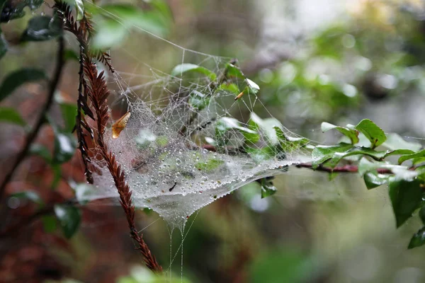 Spiderweb with water drops - The Lady Bird Johnson Grove, Redwood National Park, California