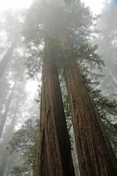 Dvě Velké Sekvoje Vertikální Lady Bird Johnson Grove Redwood National — Stock fotografie