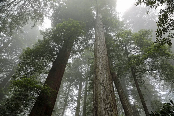 Sekvojový Les Lady Bird Johnson Grove Národní Park Redwood Kalifornie — Stock fotografie