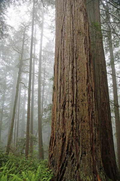 Haste Sequoia Gigante Vertical Lady Bird Johnson Grove Redwood National — Fotografia de Stock