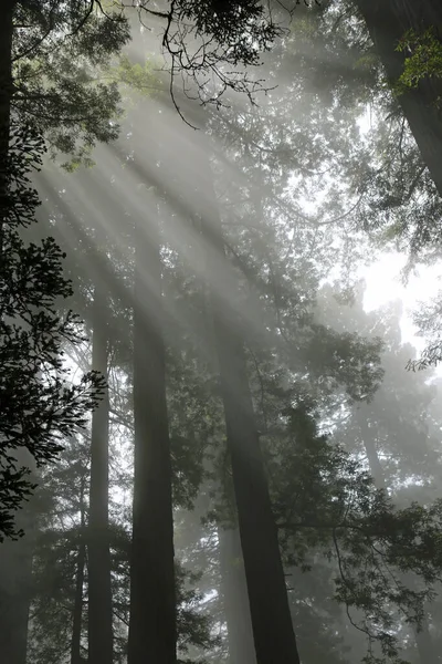 Sabah sisli güneş ışınları, dikey - Lady Bird Johnson Grove, Redwood Ulusal Parkı, California