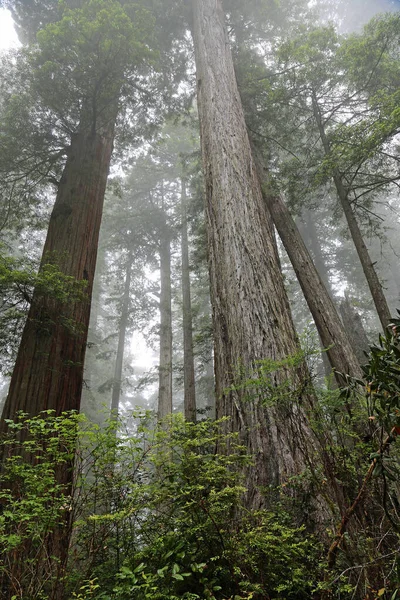 Bosco Sequoia Verticale Lady Bird Johnson Grove Redwood National Park — Foto Stock