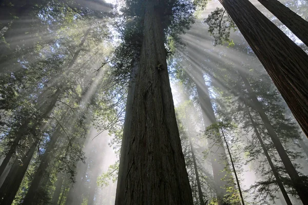 Holy tree - The Lady Bird Johnson Grove, Redwood National Park, California
