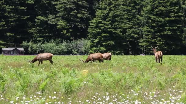 Manada Alces Caminando Parque Nacional Redwood California — Vídeos de Stock