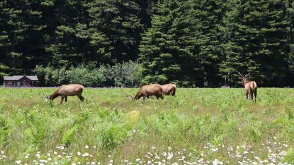 Manada Alces Caminhando Parque Nacional Redwood Califórnia — Vídeo de Stock