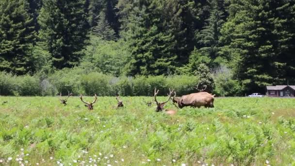Wild Elk Resting Grazing Redwood National Park California — Stock Video