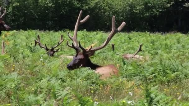 Wapiti Dormant Parc National Redwood Californie — Video