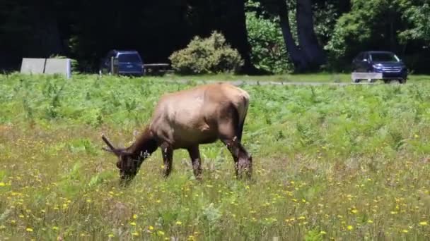 Pâturage Jeunes Wapitis Parc National Redwood Californie — Video