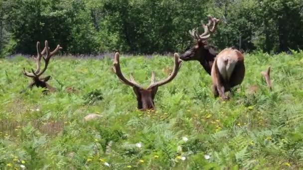 Wapiti Sauvage Dormant Redwood National Park Californie — Video