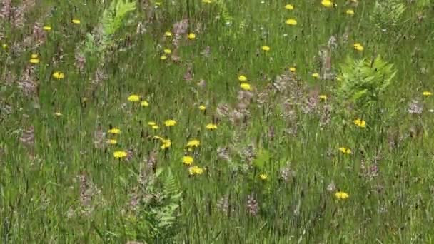 牧草地に咲く野生の花 — ストック動画