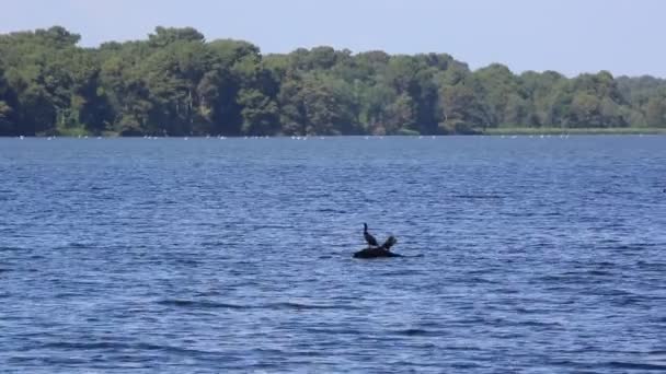 Lago Reelfoot Corvo Marinho Tennessee — Vídeo de Stock