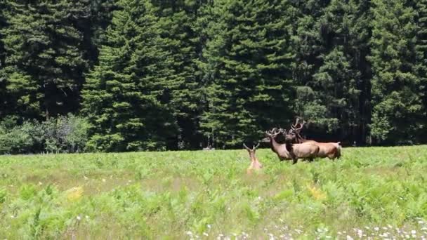 Anxiété dans la prairie, Californie 