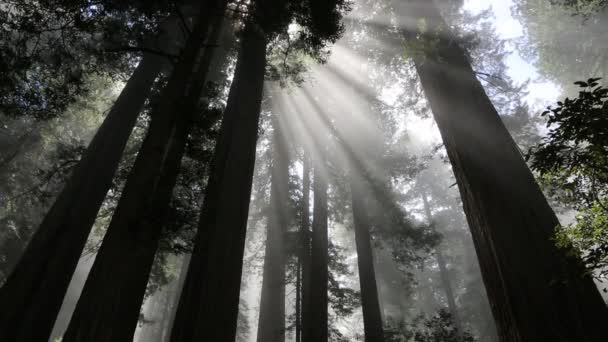 Санрайс Лесу Леди Берд Джонсон Гров Национальный Парк Редвуд Калифорния — стоковое видео