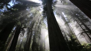 Ağacın arkasındaki güneş ışınları - Lady Bird Johnson korusu, Redwood Ulusal Parkı, Kaliforniya