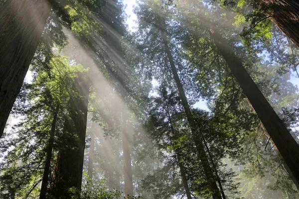 Rayos Sol Matutinos Bosque Parque Nacional Redwood California —  Fotos de Stock