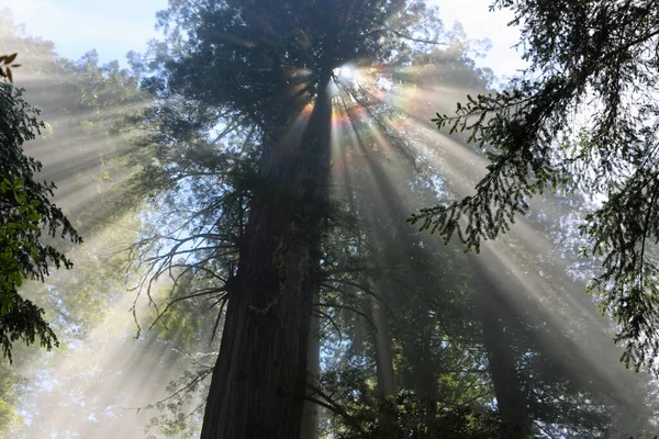 The sun behind the tree - Redwood National Park, California