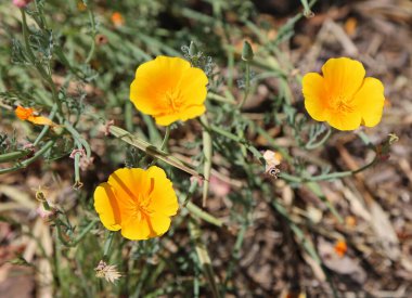Sarı Kaliforniya gelinciği - yabani çiçekler