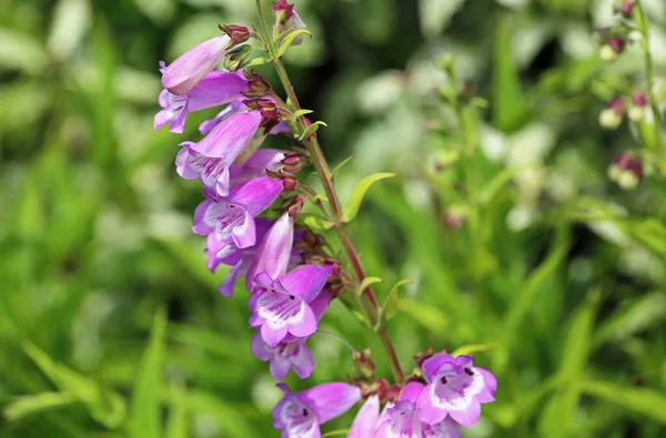 Pink Foxglove Botanische Tuin Van Californië — Stockfoto