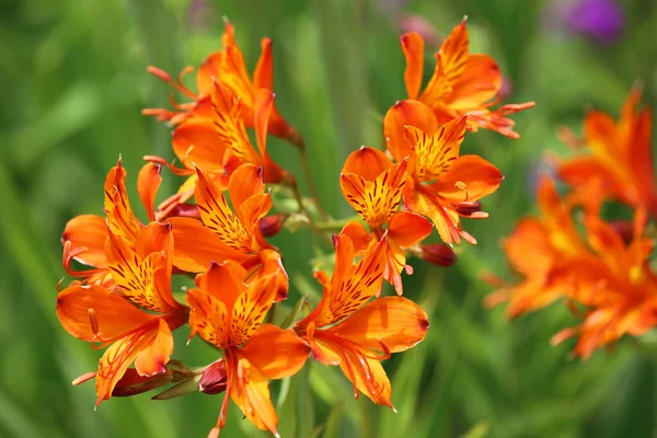 Astroemeria Flowers Botanical Garden California — Stock Photo, Image