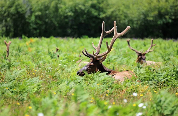 Sleeping Elk Redwood National Park California — Stock Photo, Image