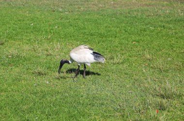Avustralya beyaz aynası - Pasifik, Sydney, Yeni Güney Galler, Avustralya kıyı yürüyüşü