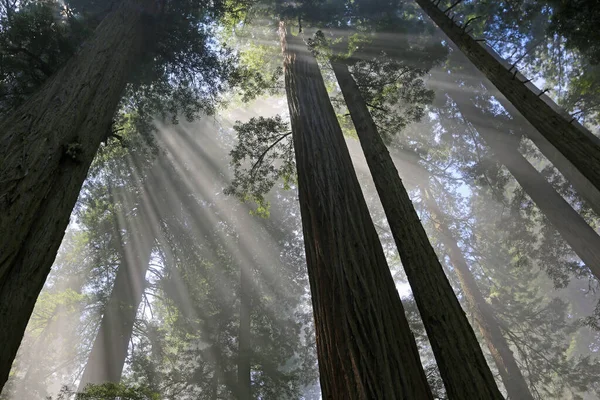 Morgenstrahlen Zwischen Bäumen Redwood National Park Kalifornien — Stockfoto