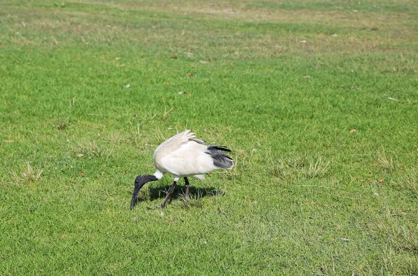 White Ibis Eating Сидней Новый Южный Уэльс Австралия — стоковое фото