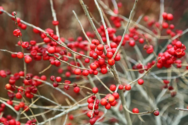 Winterberry Berry Poppins Arbusto Con Frutas Rojas —  Fotos de Stock