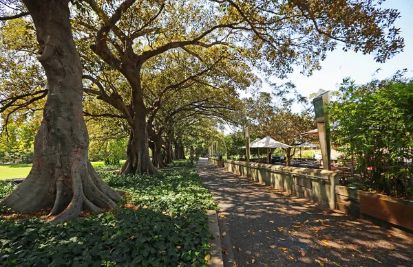 Ulička Parku Hyde Park Sydney Nový Jižní Wales Austrálie — Stock fotografie