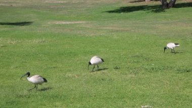 Vahşi Avustralyalı Ibis, Yeni Güney Galler, Avustralya