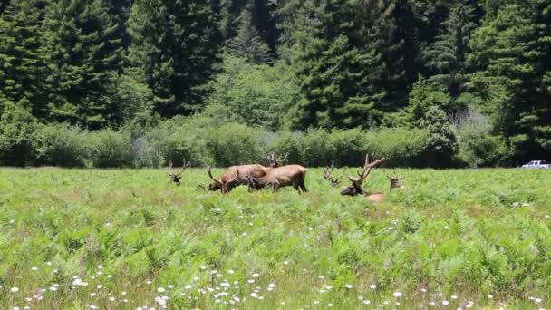 Herd Wild Älg Redwood National Park Kalifornien Usa — Stockvideo