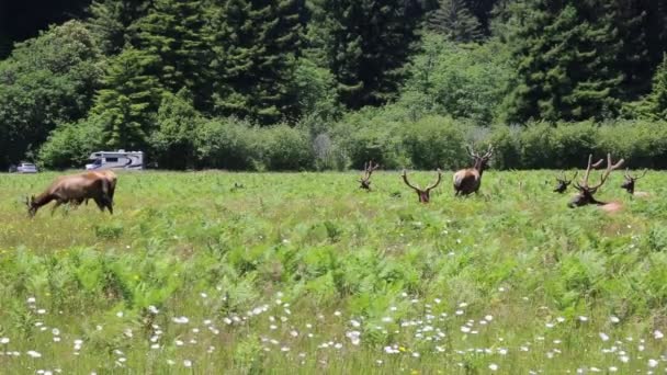 Wild Elk Resting Redwood National Park California Usa — Stock Video