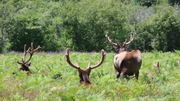 Wild Elk Redwood National Park California Usa — Stock Video