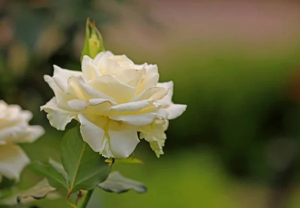 White Rose Royal Botanic Gardens Sydney Nova Gales Sul Austrália — Fotografia de Stock