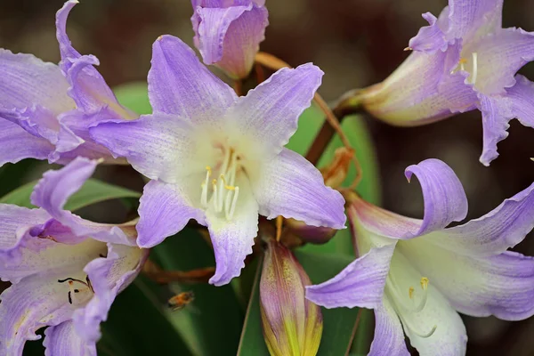 Lilac Lelie Close Royal Botanic Gardens Sydney New South Wales — Stockfoto