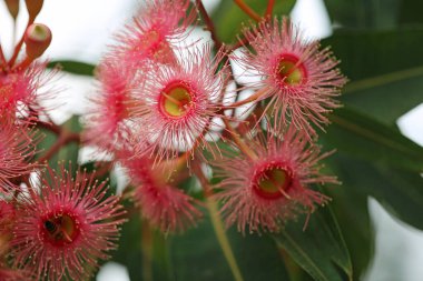 Çiçekli sakız, corymbia ficifolia - Royal Botanic Gardens, Sydney, New South Wales, Avustralya