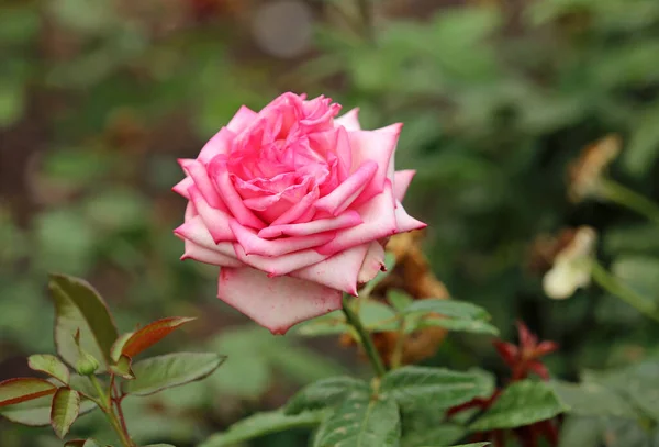 Ροζ Τριαντάφυλλο Royal Botanic Gardens Σίδνεϊ Νέα Νότια Ουαλία Αυστραλία — Φωτογραφία Αρχείου
