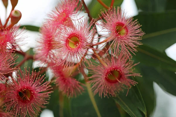 Goma Mascar Con Flores Corymbia Ficifolia Royal Botanic Gardens Sydney —  Fotos de Stock