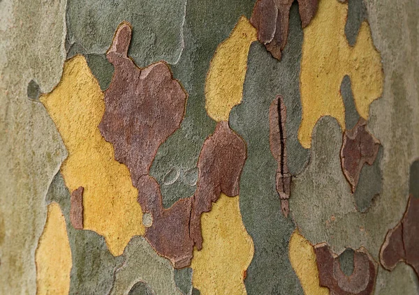 Eucalyptus Träd Skalning Bark Royal Botanic Gardens Sydney New South — Stockfoto