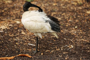 Avustralya Beyaz Ibis kanadını temizliyor - Royal Botanic Gardens, Sydney, New South Wales, Avustralya