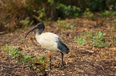 Avustralya Beyaz Ibis 'i parkta - Royal Botanic Gardens, Sydney, New South Wales, Avustralya