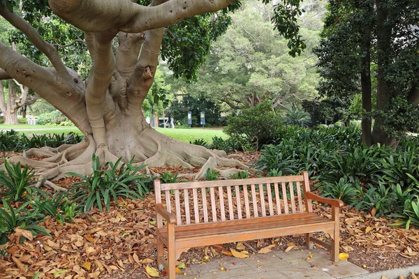 Romantická Lavička Pod Fíkovníkem Moreton Bay Royal Botanic Gardens Sydney — Stock fotografie