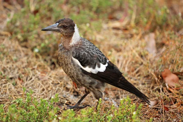 Australian Magpie Trädgården Royal Botanic Gardens Sydney New South Wales — Stockfoto