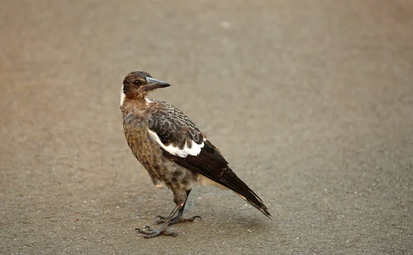 Australian Magpie Royal Botanic Gardens Sydney New South Wales Australia — стокове фото