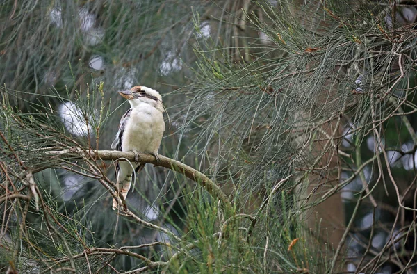 Laughing Kookaburra Branch Royal Botanic Gardens Sydney New South Wales — стокове фото