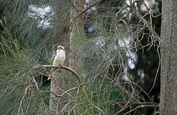 笑Kookaburra在树上 皇家植物园 新南威尔士 澳大利亚 — 图库照片